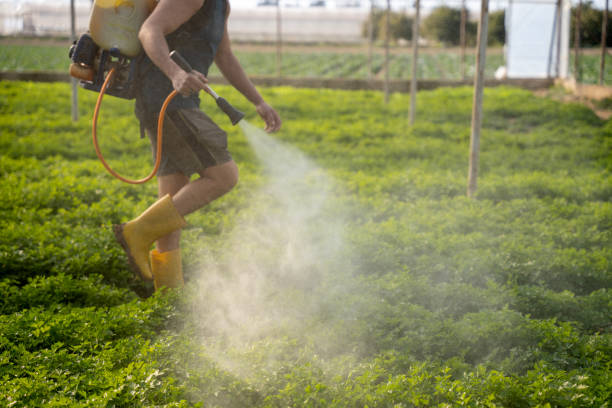 Best Affordable Pest Control Services  in Paradise Valley, AZ