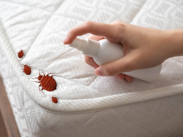Best Termite Control Services  in Paradise Valley, AZ