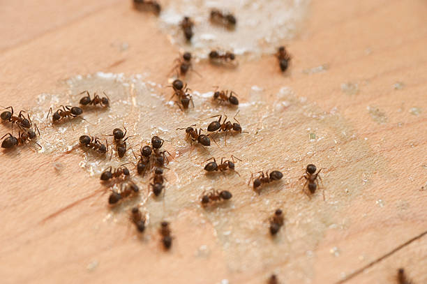 Best Residential Pest Control  in Paradise Valley, AZ